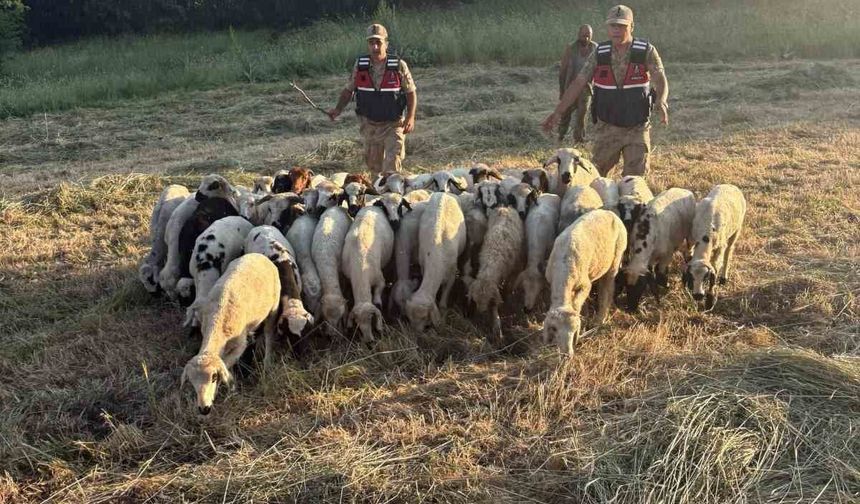 Tunceli'de kayıp küçükbaş hayvanlar dron desteğiyle bulundu