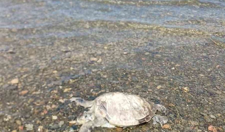 Ula'da sahilde Caretta Caretta bulundu