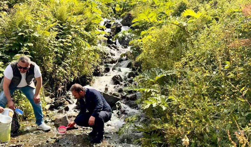 Uzungöl ve çevresindeki derelere 15 bin kırmızı benekli yavru alabalık bırakıldı