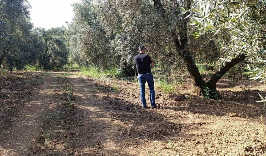 Zeytin sineğine karşı entegre mücadele çalışmaları hız kesmeden devam ediyor