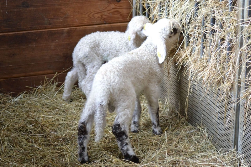 3108545 Child Hay Lamb Stall Straw Owdc