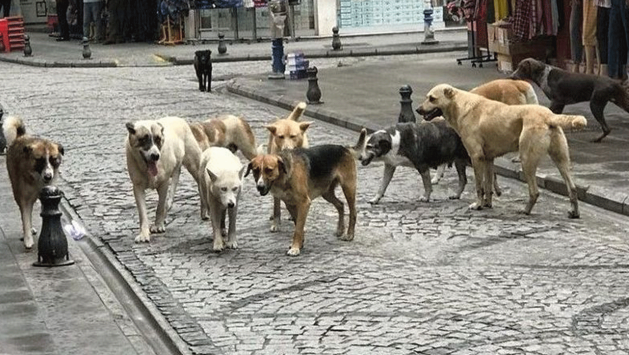 Başıboş köpek sürüsünün saldırısına uğrayan kişi yaralandı