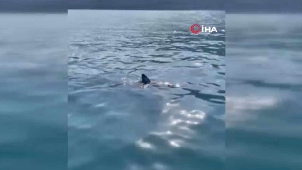 Antalya'da yavru köpek balığı şoku