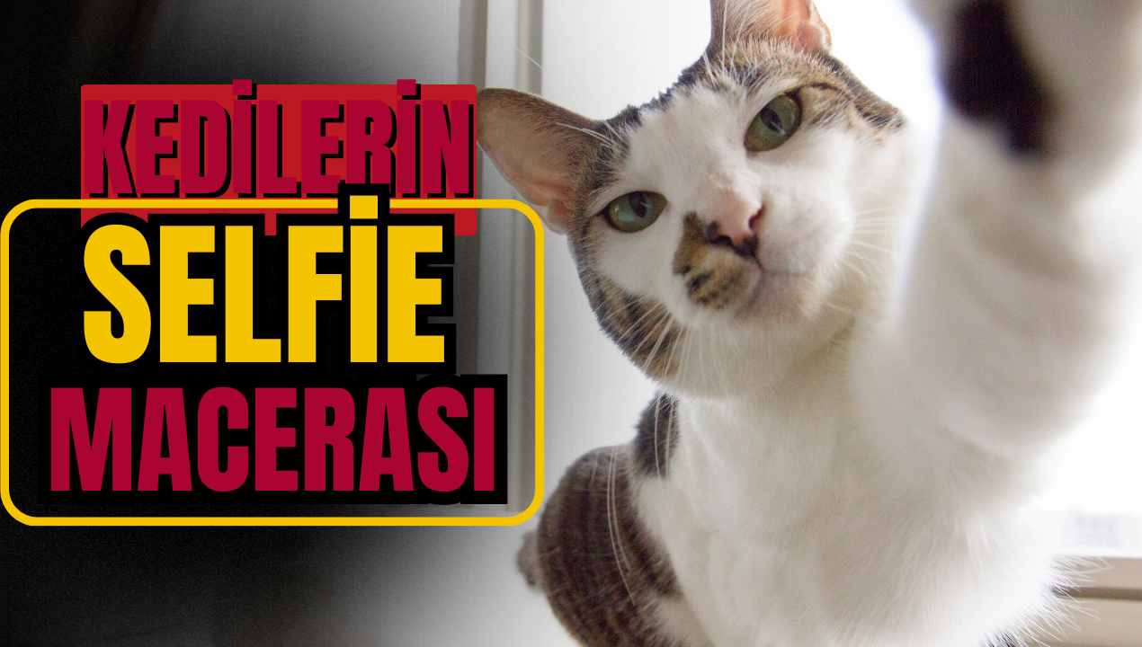 Kedilerin komik 'Selfie' macerası!