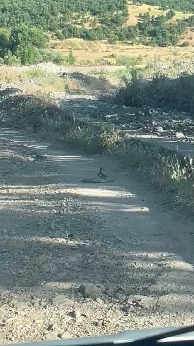 Bingöl'de iki yılanın dansı görüntülendi