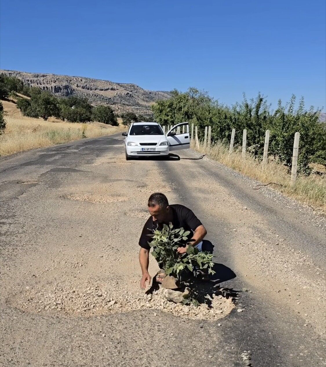 Çermik'te oluşan çukurlara ağaç dikerek yolların yapılmamasını protesto ettiler