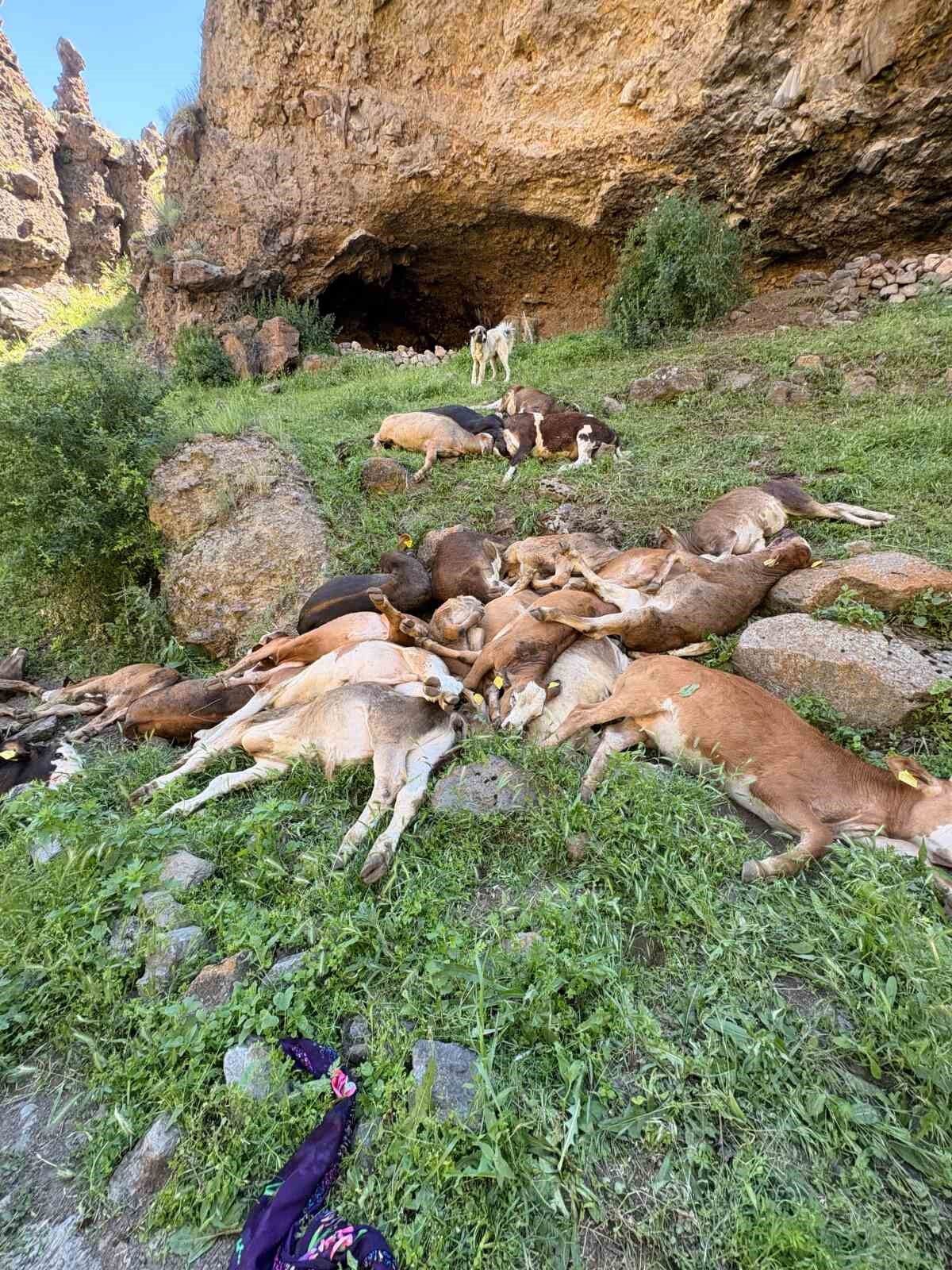 Erzurum'da kayalıklardan düşen 26 buzağı telef oldu