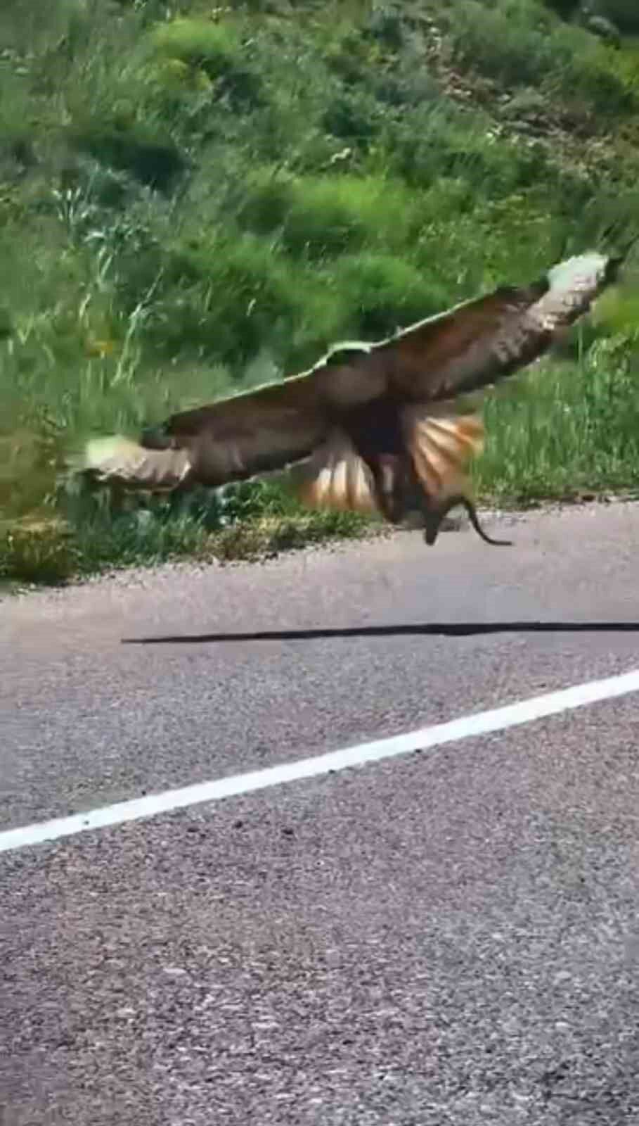 Kartalın nefes kesen yılan avı kamerada