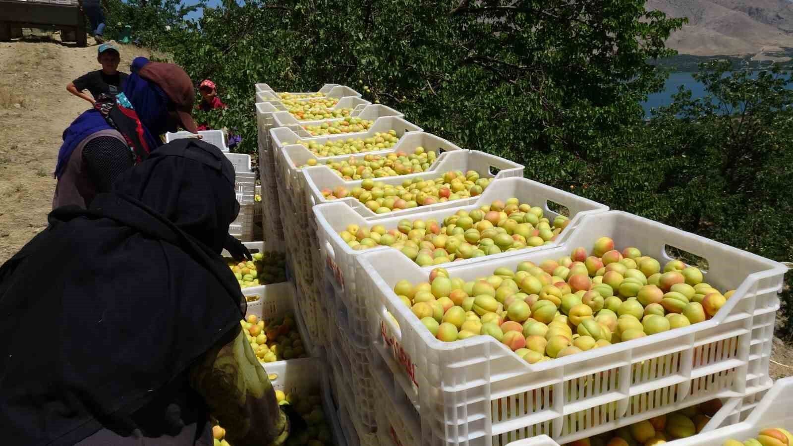 Malatya'da 'sarı altın' hasadı başladı, ilk ürünler Avrupa yolunda