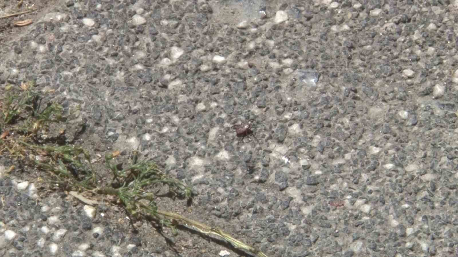 Sarıyer'de kene alarmı, tedirgin olan mahalleli: 'Arkadaşlar belediyeyi aramasına rağmen kimse gelip ilgilenmedi'