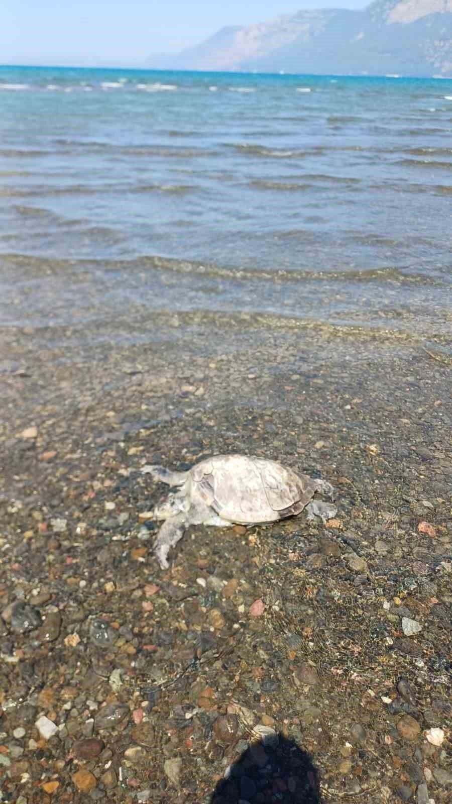 Ula'da sahilde Caretta Caretta bulundu